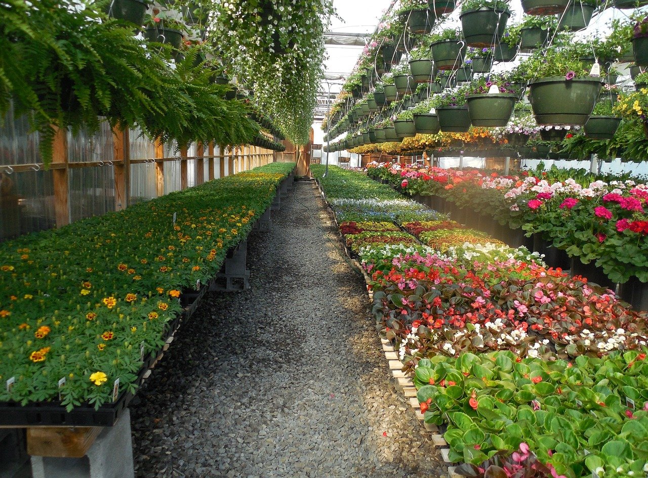 flowers, greenhouse, garden, plant, green, gardening, horticulture, spring, agriculture, hothouse, summer, florist, house, glasshouse, business, growth, work, greenery, flowering, landscaping, flora, begonia, foliar, nursery-garden, foliate, annual, environment, leaf, perennial, nature, green business, green work, green house, green company, greenhouse, hothouse, hothouse, hothouse, florist, florist, florist, florist, florist